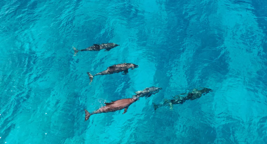 “3-hour dolphin trips (air-conditioned boat- 42 foot )