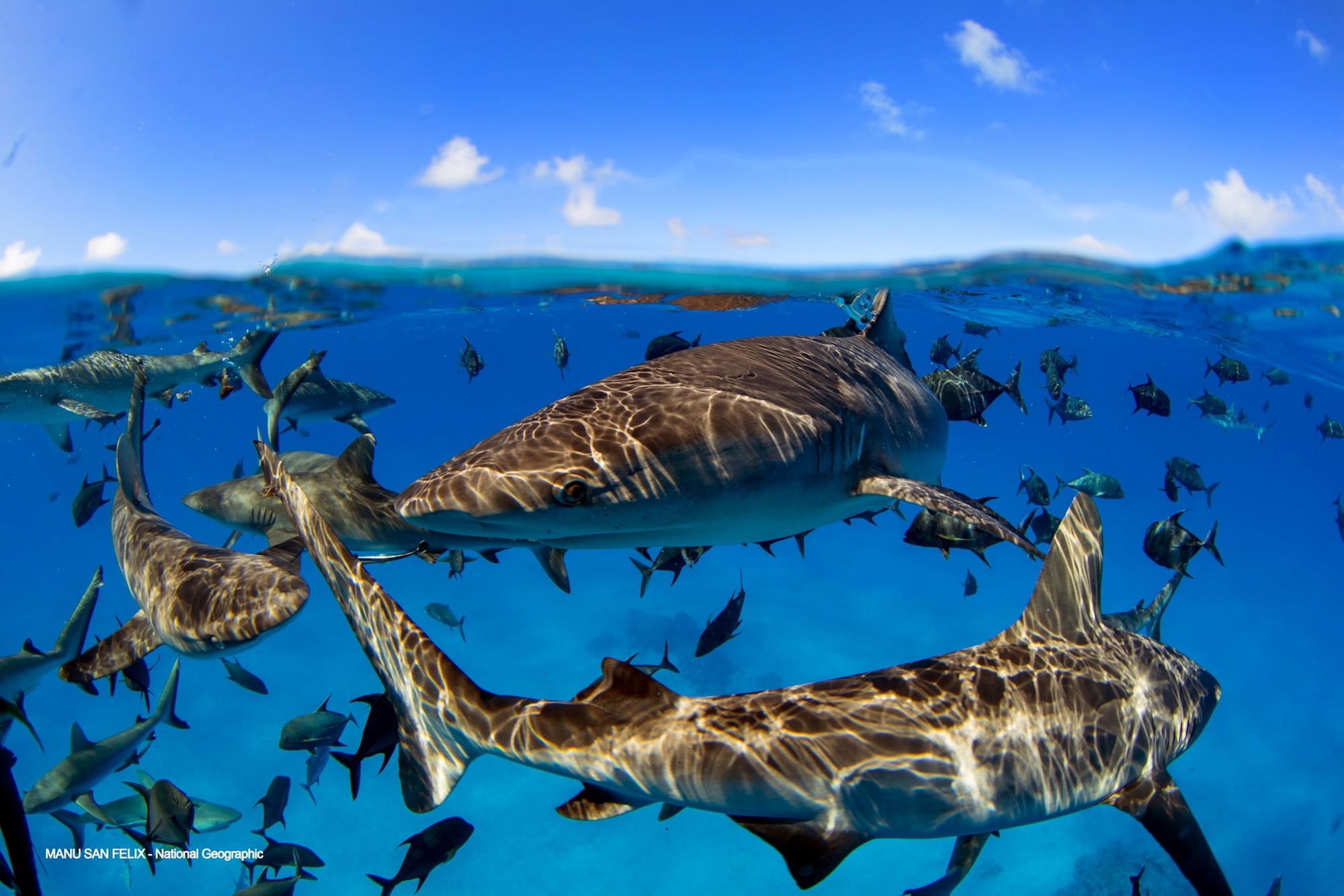 “Marine Life Exploration Adventure ( Enclosed boat )